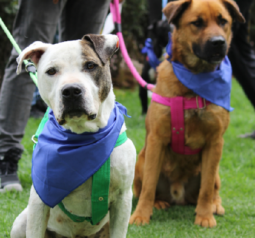 ESTERILIZACIONES GRATUITAS DE MASCOTAS EN BOGOTÁ 16 AL 20 DE SEPTIEMBRE