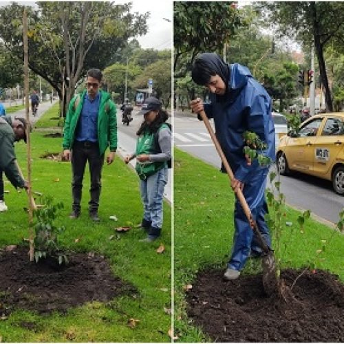MÁS DE 600 ÁRBOLES: EL REGALO DE BOGOTÁ A LA MADRE TIERRA EN SU DÍA
