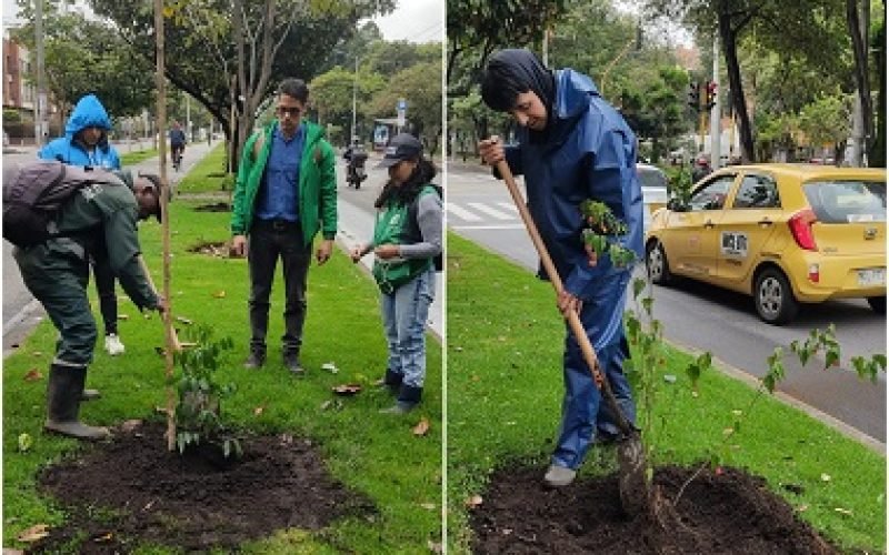 MÁS DE 600 ÁRBOLES: EL REGALO DE BOGOTÁ A LA MADRE TIERRA EN SU DÍA
