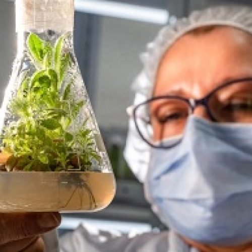 BOGOTÁ TIENE LABORATORIO DE CONSERVACIÓN DE ORQUÍDEAS Y FRAILEJONES