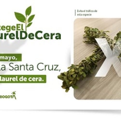 DÍA DE LA SANTA CRUZ PROTECCIÓN Y CONSERVACIÓN DEL LAUREL DE CERA