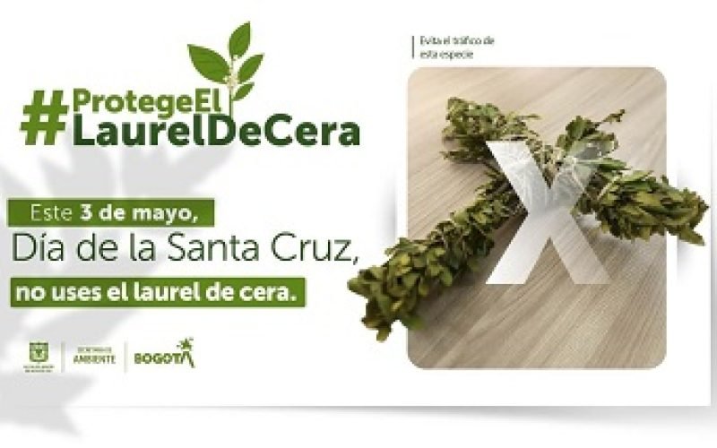 DÍA DE LA SANTA CRUZ PROTECCIÓN Y CONSERVACIÓN DEL LAUREL DE CERA