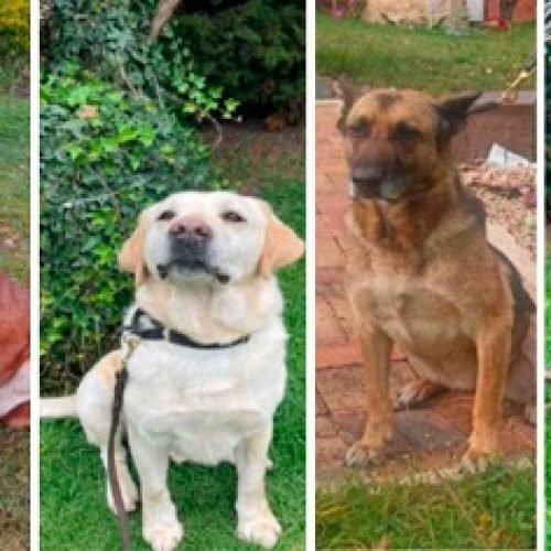 ADOPTA A UN PERRO RETIRADO DE LA POLICÍA EN BOGOTÁ ¡CONOCE LOS REQUISITOS!