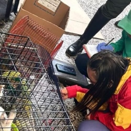 RESCATADOS 78 ANIMALES QUE ERAN COMERCIALIZADOS EN BOGOTÁ